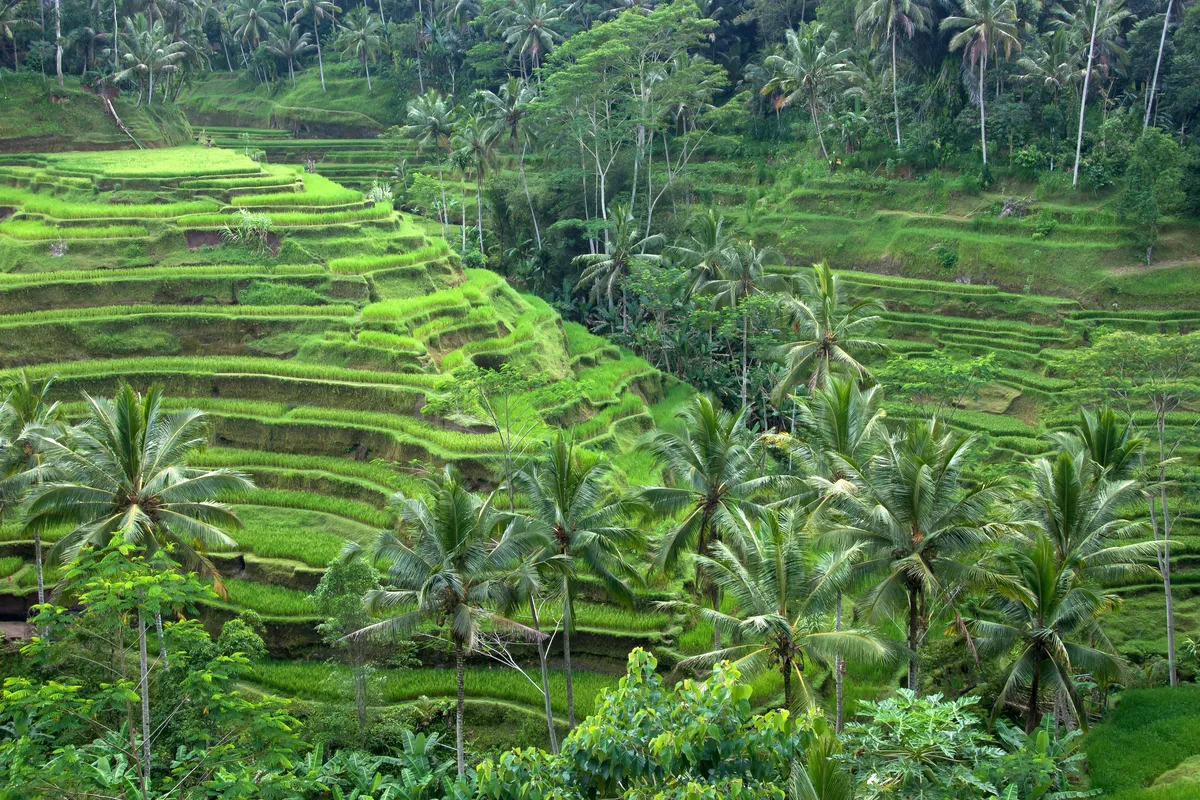Ubud travel 1