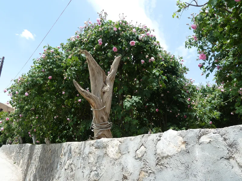 Jebel Akhdar travel 2