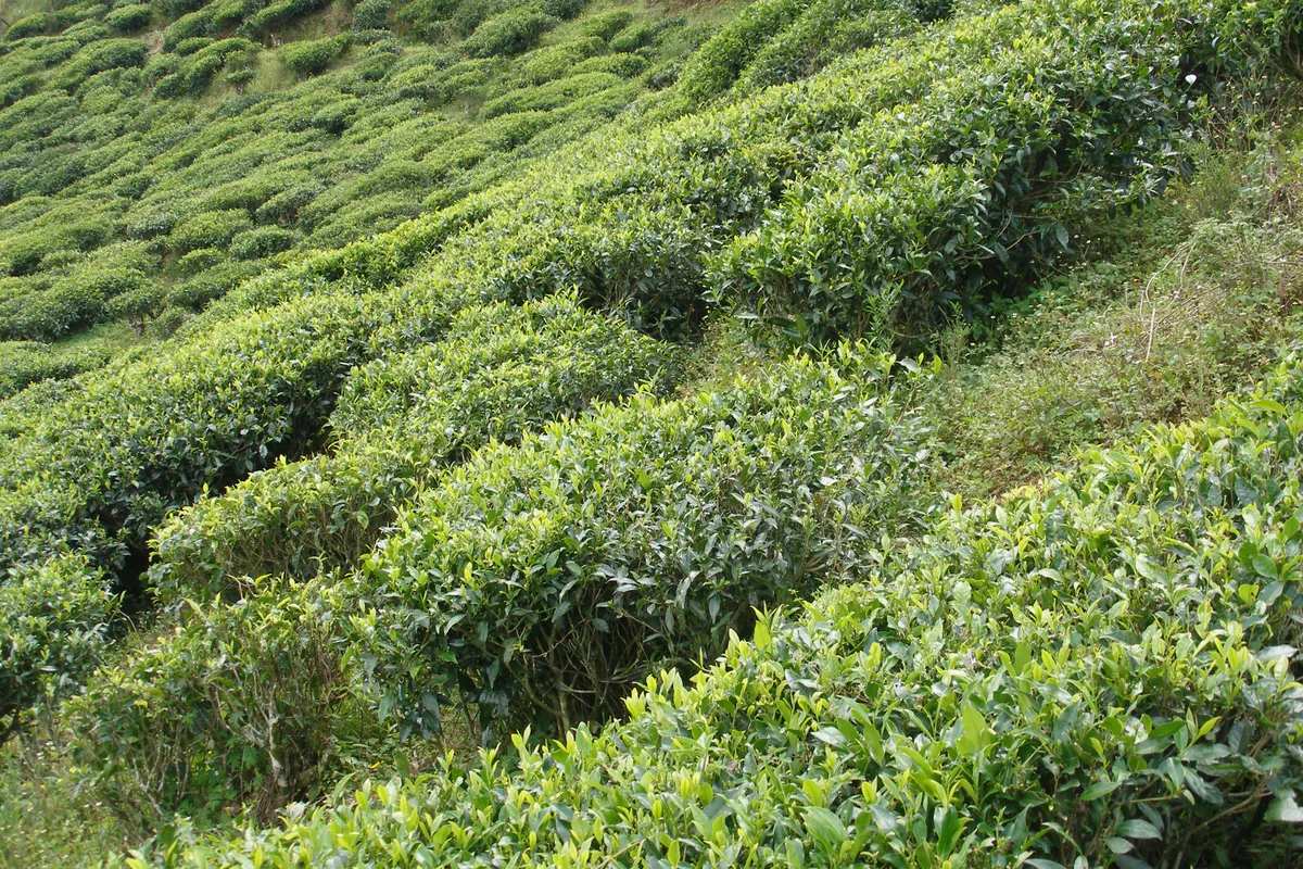 Nuwara Eliya travel 1